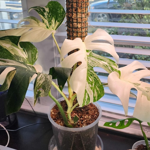 Geogenanthus Ciliatus - Geo Plant - Rare Find - Etsy