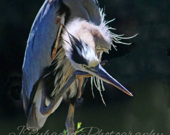 Great blue Heron preening