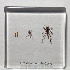 May include: A clear plastic square with a white background shows the life cycle of a grasshopper. Two small brown grasshopper nymphs, a larger brown grasshopper nymph, and a brown adult grasshopper are displayed. The text "Grasshopper Life Cycle" is printed at the bottom.