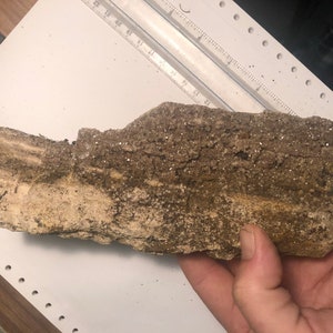Petrified Wood w Cristal Druzy Alabama 702g