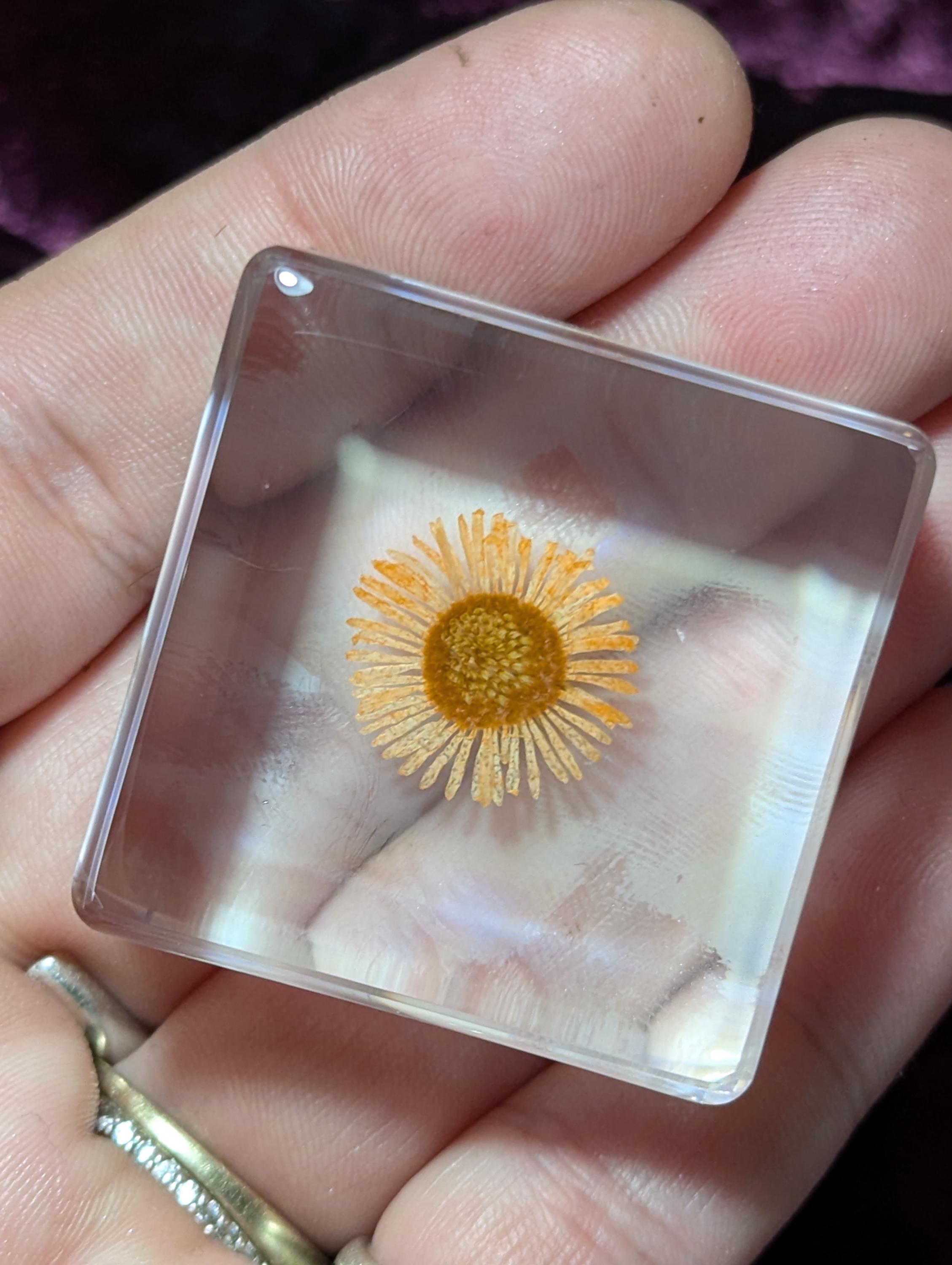 オレンジ色の菊の花、樹脂に保存、収集価値のある現代の植物化石
