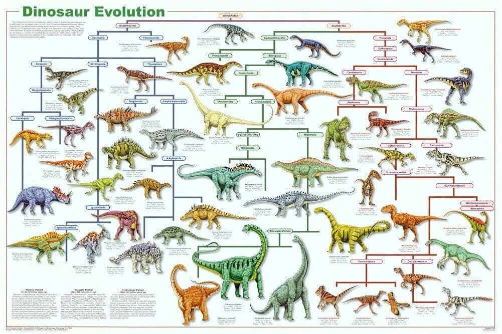 Dinosaur Evolution Educational Poster Laminated for Quality - Etsy Australia Dinosaur Evolution Educational Poster Laminated for Quality - Etsy Australia