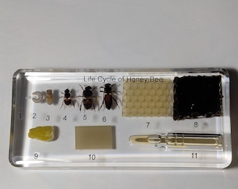 Large Educational Lifecycle of a Honeybee Preserved in Resin