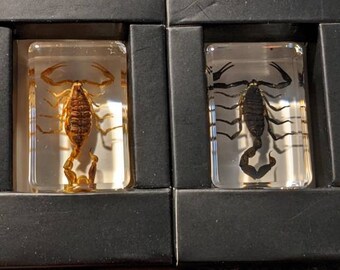 本物のサソリ、樹脂保存、現代の収集可能な化石 - Etsy 日本