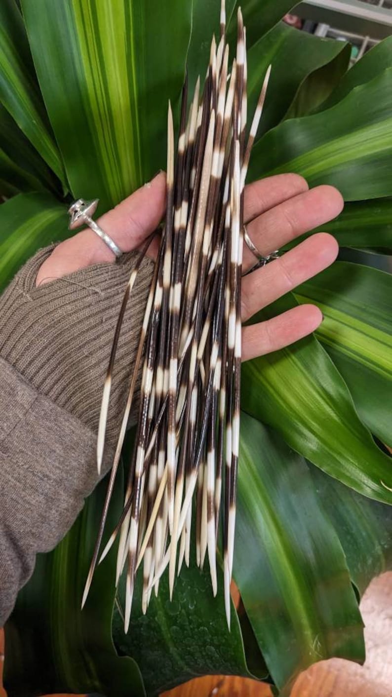 Long 810 Porcupine Quill Etsy