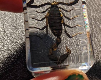 本物のサソリ、樹脂保存、現代の収集可能な化石 - Etsy 日本