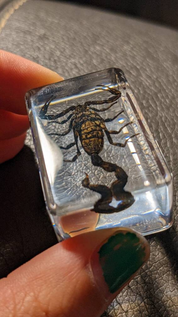本物のサソリ、樹脂保存、現代の収集可能な化石 - Etsy 日本