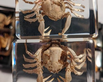 74mm Véritable Ridé Hermit Crabe En Transparent Lucite Résine Education