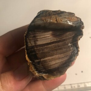Cooles Muster versteinertes Holz