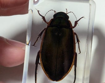 Water Beetle Preserved in Resin, Collectible Modern Day Fossil