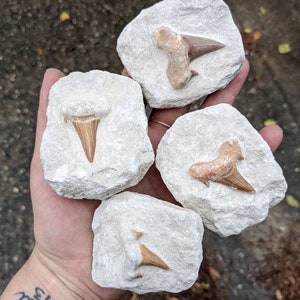 May include: Four small pieces of rock with fossilized shark teeth embedded in them. The teeth are a light brown color and are visible in the rock.