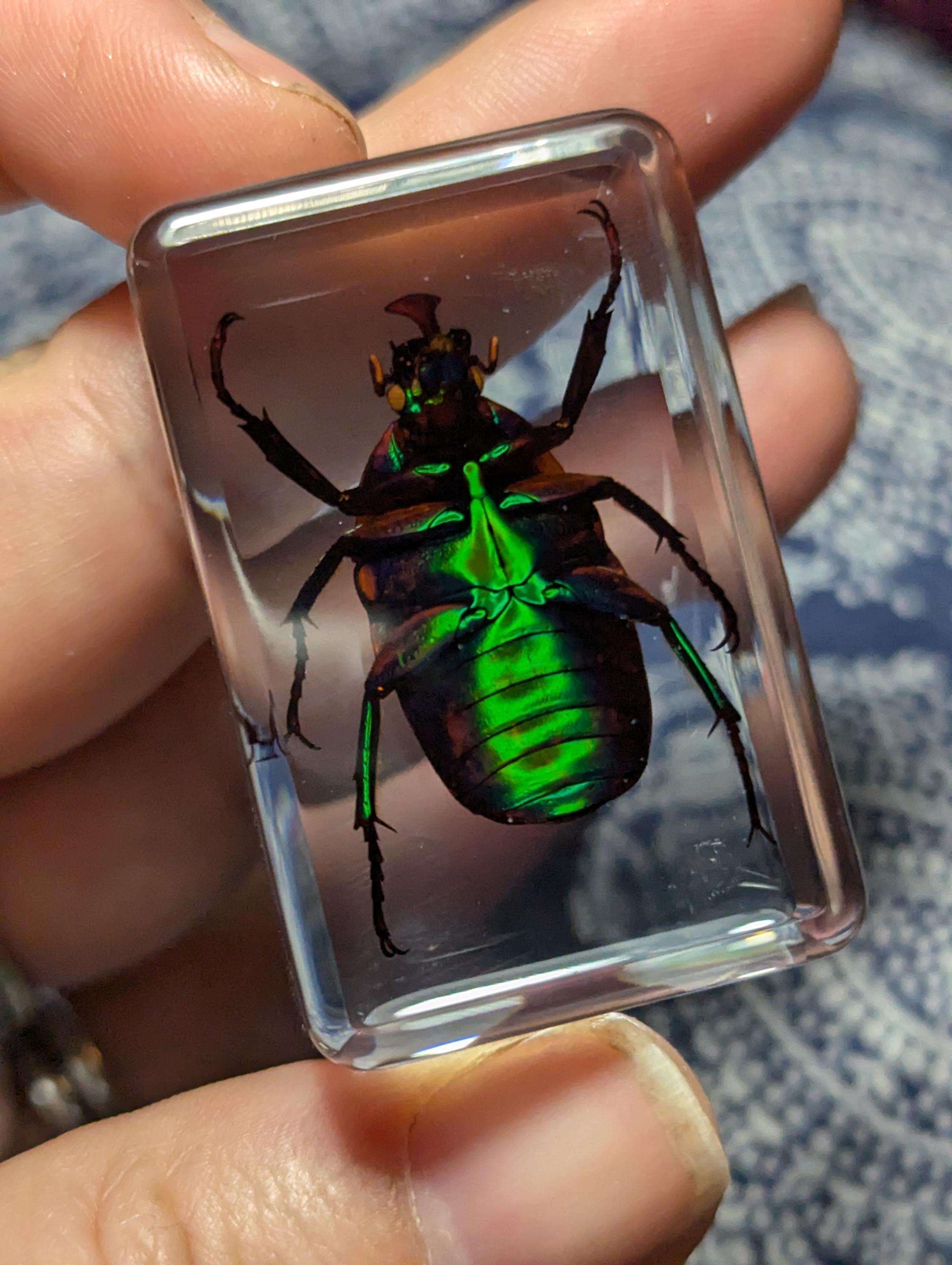 Green Rainbow Beetle, Trigonophorus Rothschildi, Preserved in Resin ...