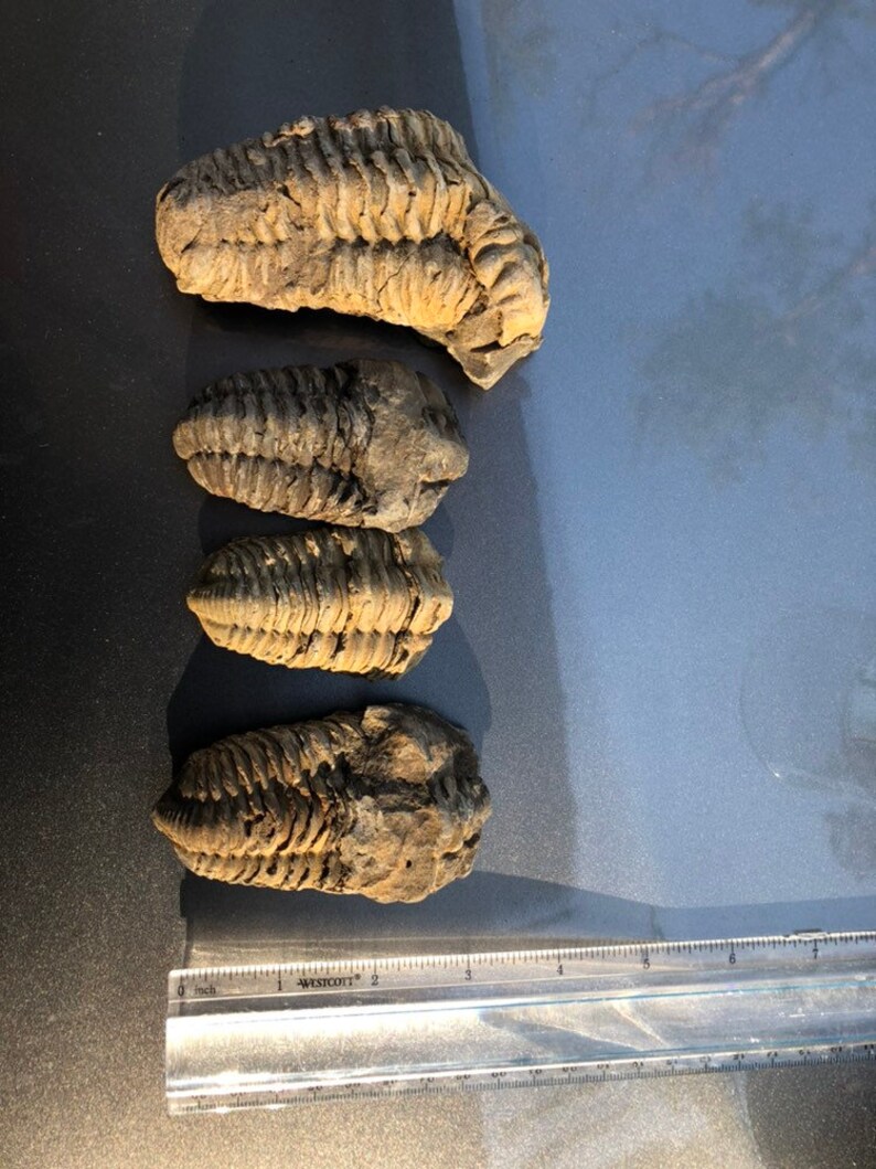 HOLLARDOPS TRILOBITE FOSSIL - 60mm - Devonian - Morocco - Large £27.99 - UK