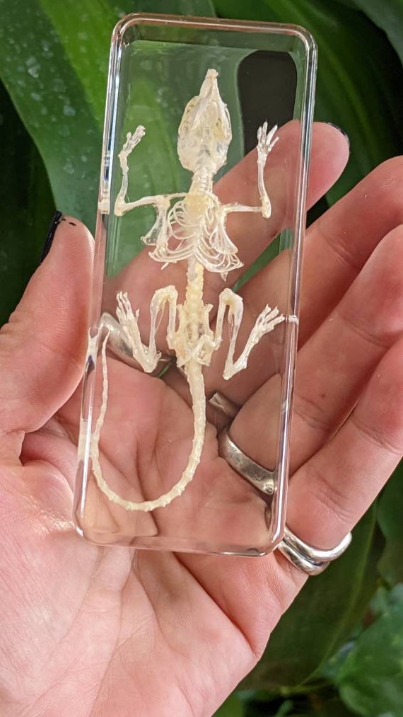 本物のネズミの骨格、樹脂に保存、収集価値のある現代の化石 - Etsy 日本