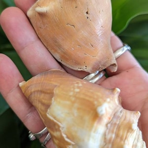 Conch Shell (1)