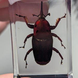 May include: A red and black weevil insect preserved in a clear resin cube.