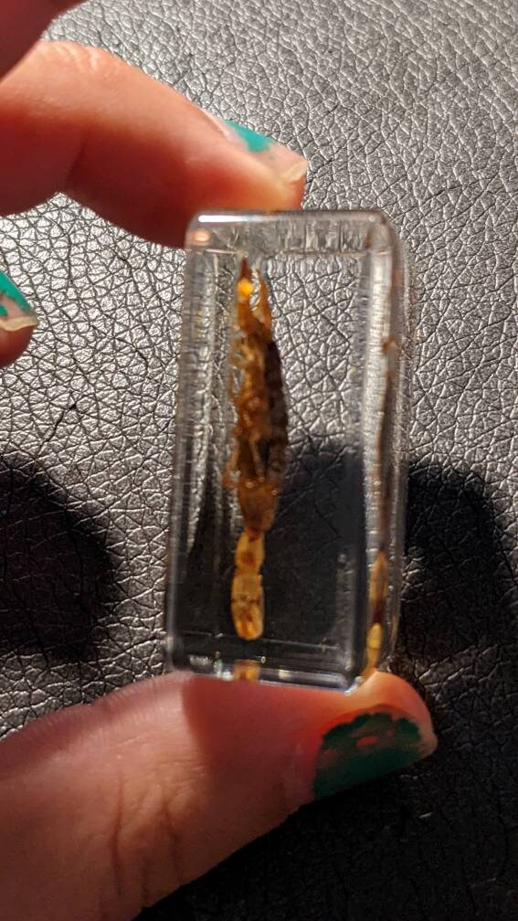 本物のサソリ、樹脂保存、現代の収集可能な化石 - Etsy 日本