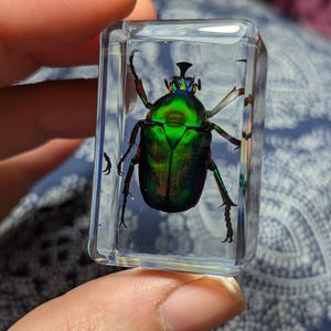 Può includere: Uno scarabeo verde e iridescente racchiuso in un cubo di acrilico trasparente. Lo scarabeo ha lunghe zampe e antenne.