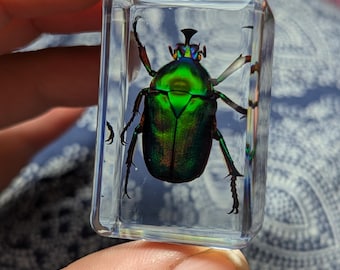 Green Rainbow Beetle, Trigonophorus rothschildi, Preserved in Resin, Collectible Modern Day Fossil