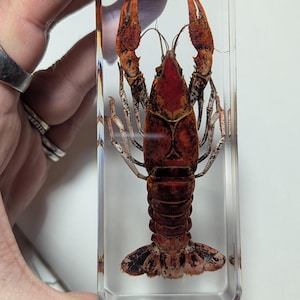 May include: A red crayfish preserved in a clear acrylic block. The crayfish is displayed in a dorsal view, with its claws extended.