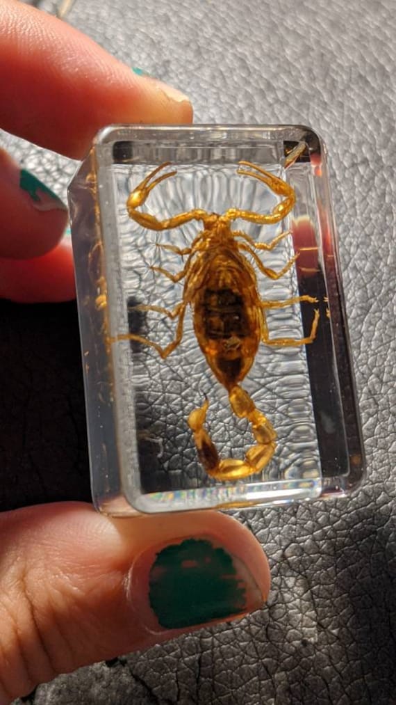 本物のサソリ、樹脂保存、現代の収集可能な化石 - Etsy 日本