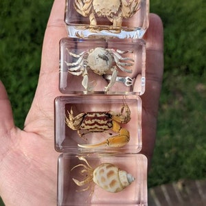 Crab Curiosity - In Harz konservierte Krabben