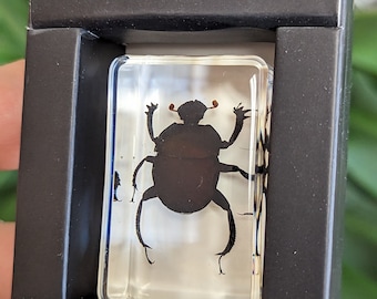 OVERSTOCK: Real Purple Dung Beetle Pair, Enoplotrupes Sharpi - Etsy