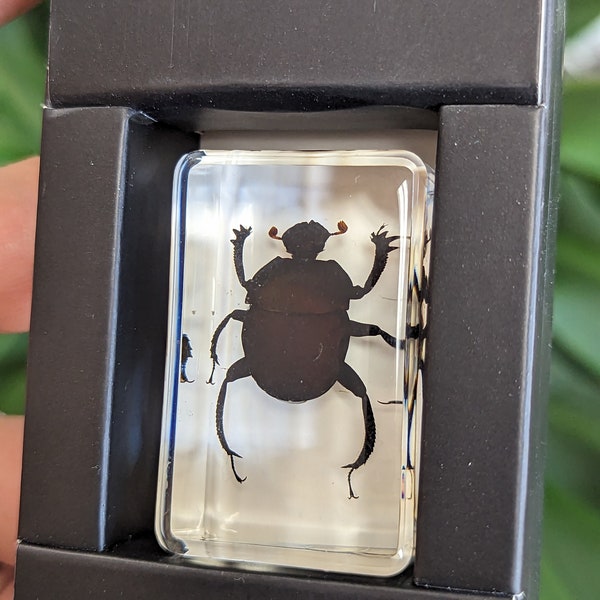 Dung Beetle Preserved in Resin, Collectible Modern Fossil