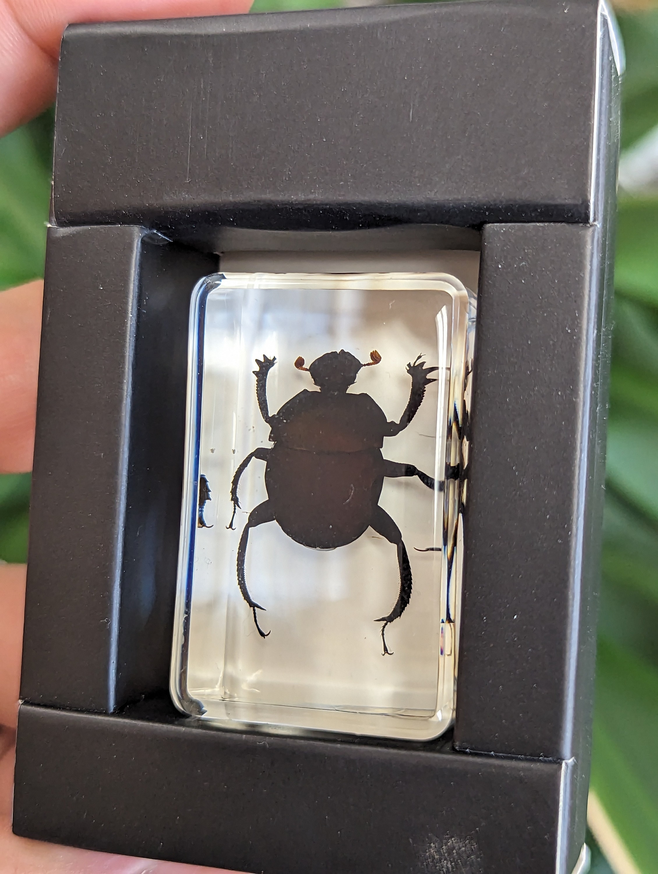 Real Dung Beetles - Etsy