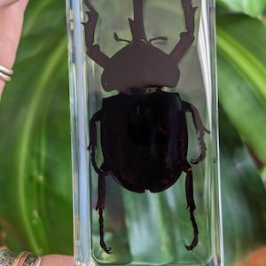 Giant Unicorn Beetle, Preserved in Resin, Collectible Modern Fossil