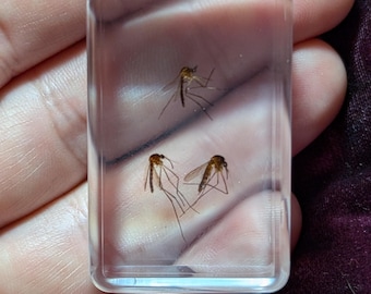 Mosquitos, conservados en resina, fósiles coleccionables de la época moderna
