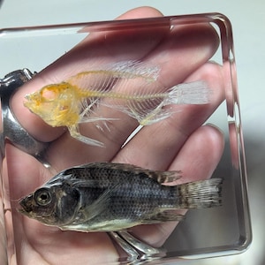 Real Fish and Fish Skeleton, Preserved in Resin, Collectible Modern Day Fossil