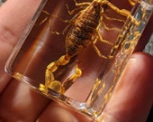 本物のサソリ、樹脂保存、現代の収集可能な化石 - Etsy 日本