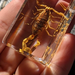 Real Scorpion, Preserved in Resin, Collectible Modern Fossil