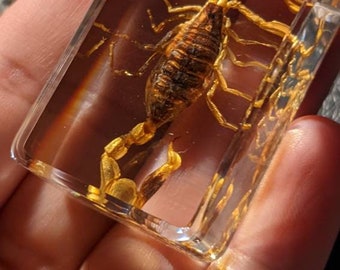 May include: A preserved scorpion encased in clear resin, with a golden hue. The scorpion is positioned on its back, with its legs and tail spread out.