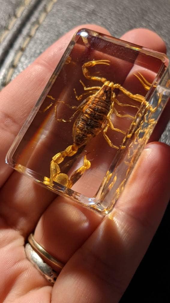 Scorpion taxidermy - Etsy 日本