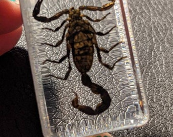 本物のサソリ、樹脂保存、現代の収集可能な化石 - Etsy 日本