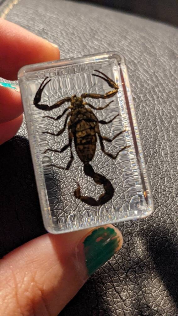 本物のサソリ、樹脂保存、現代の収集可能な化石 - Etsy 日本