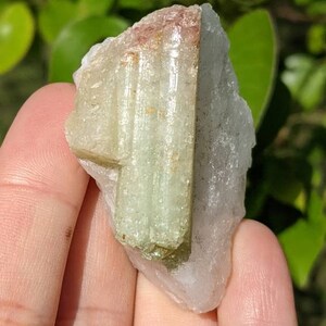 Gemmy Bicolor Tourmaline Crystal on Qtz Matrix from Brazil