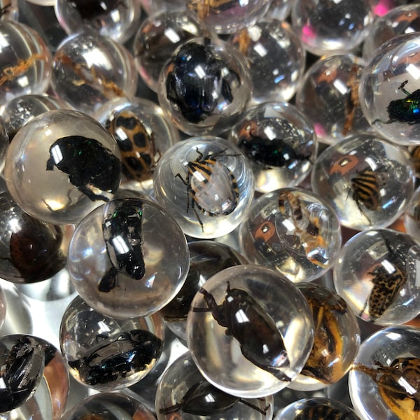 Resin Marble Real Bug/Scorpion