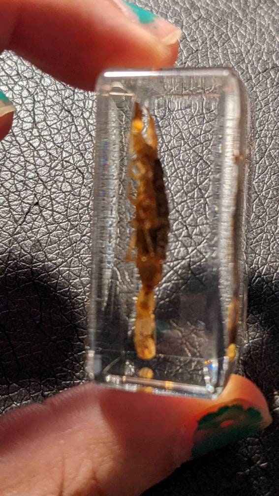 本物のサソリ、樹脂保存、現代の収集可能な化石 - Etsy 日本