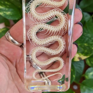Real Snake Skeleton, Preserved in Resin, Collectible Modern Fossil