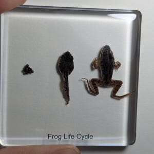 May include: A clear plastic square display case with the text "Frog Life Cycle" at the bottom. Inside the case are four stages of a frog's life cycle: eggs, tadpole, froglet, and adult frog.
