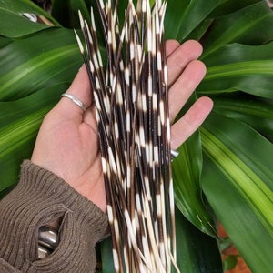 Lange stekelvarkenveer van 7-10 inch