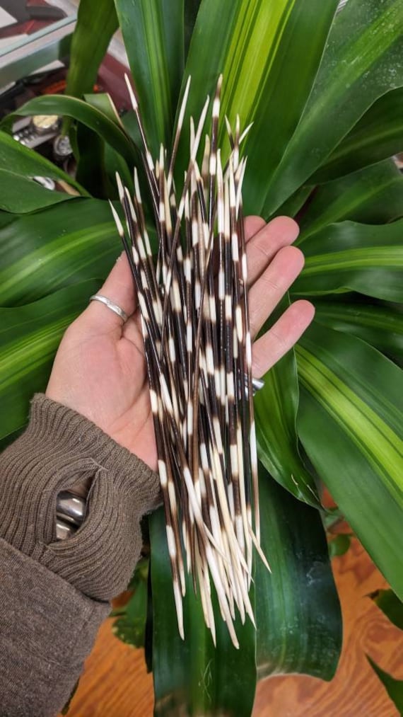 長さ7～10インチのヤマアラシの針 - Etsy 日本