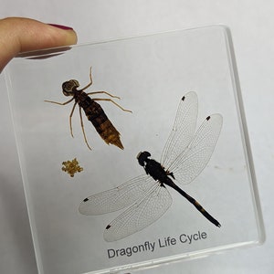 May include: A clear square resin block with a dragonfly and its nymph inside. The dragonfly has black and brown wings and a black body. The nymph is brown and has long legs. The block has the text "Dragonfly Life Cycle" printed on the bottom.