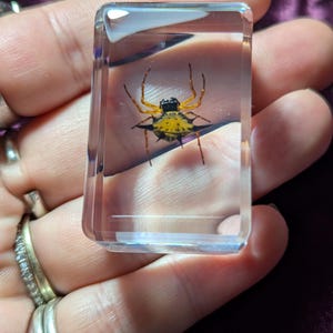 Spiny Spider, Preserved in Resin, Collectible Modern Fossil