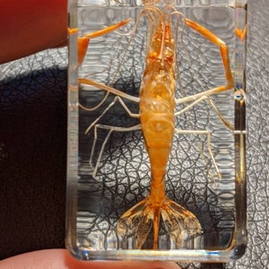 Real Shrimp, Preserved in Resin, Collectible Modern Fossil
