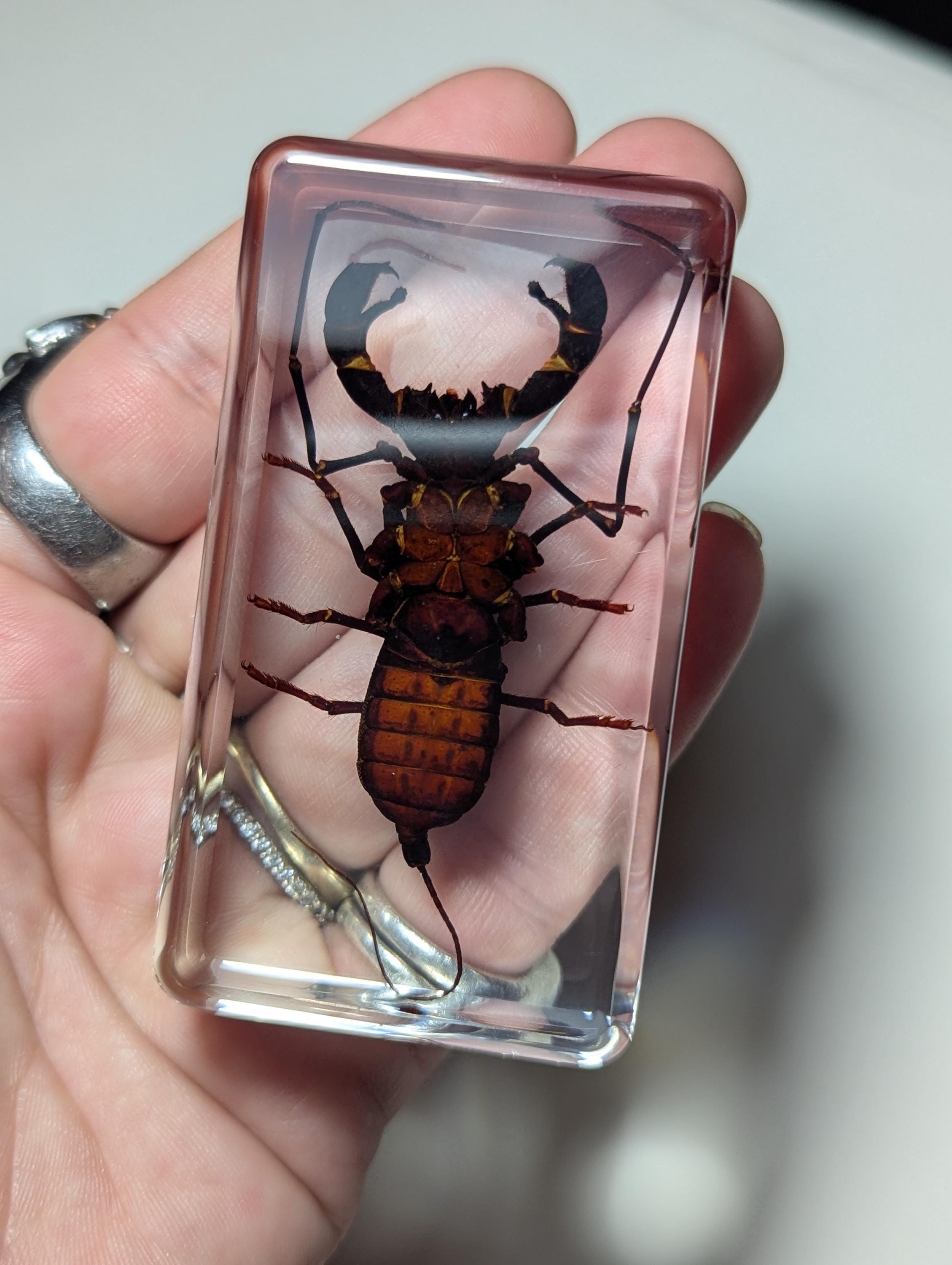 Large Whip Scorpion, Vinegaroon , Preserved in Resin, Collectible