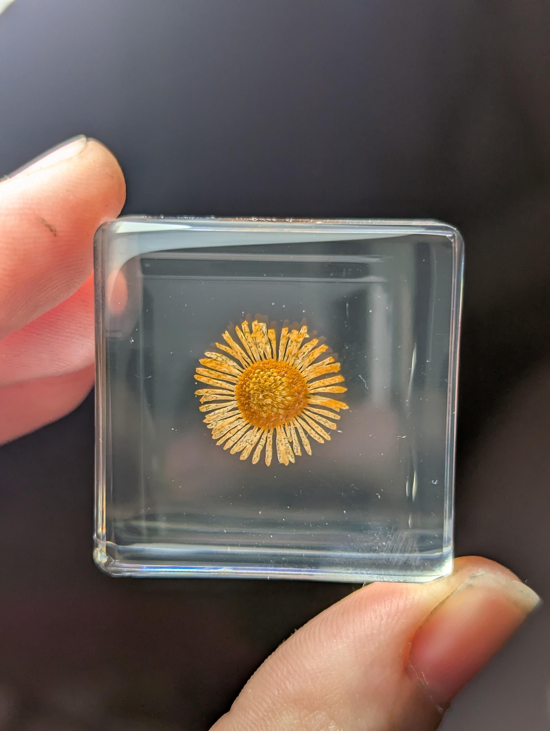 オレンジ色の菊の花、樹脂に保存、収集価値のある現代の植物化石